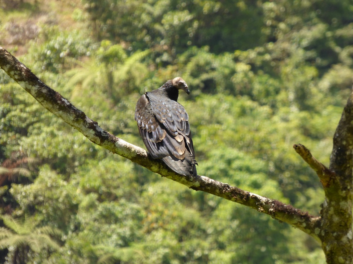 Black Vulture - ML398062071