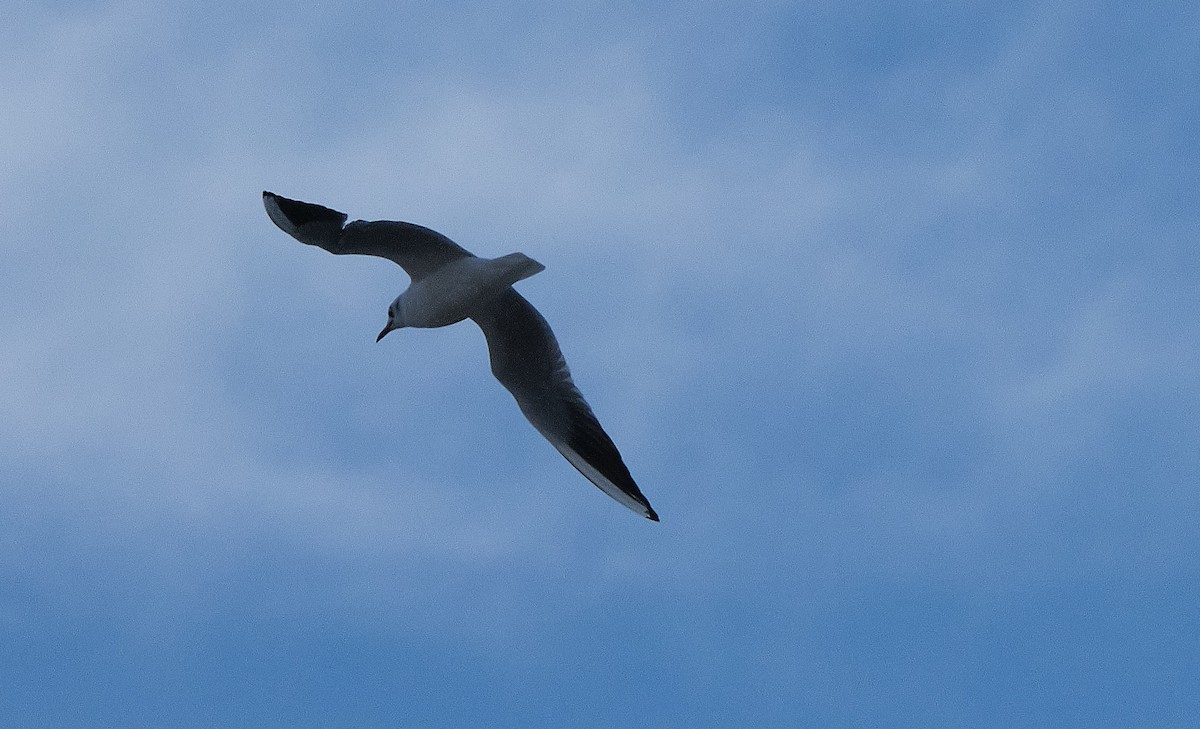 Black-headed Gull - ML398062621