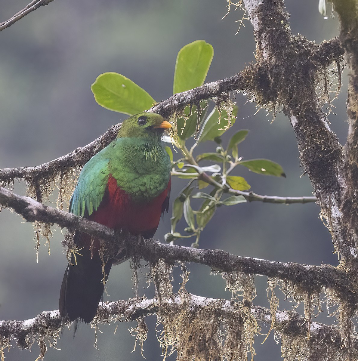 Golden-headed Quetzal - ML398062821