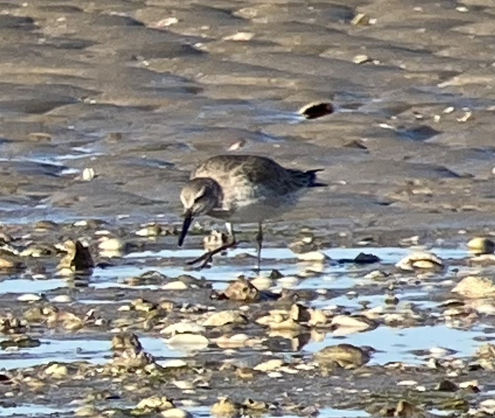 Red Knot - ML398062931