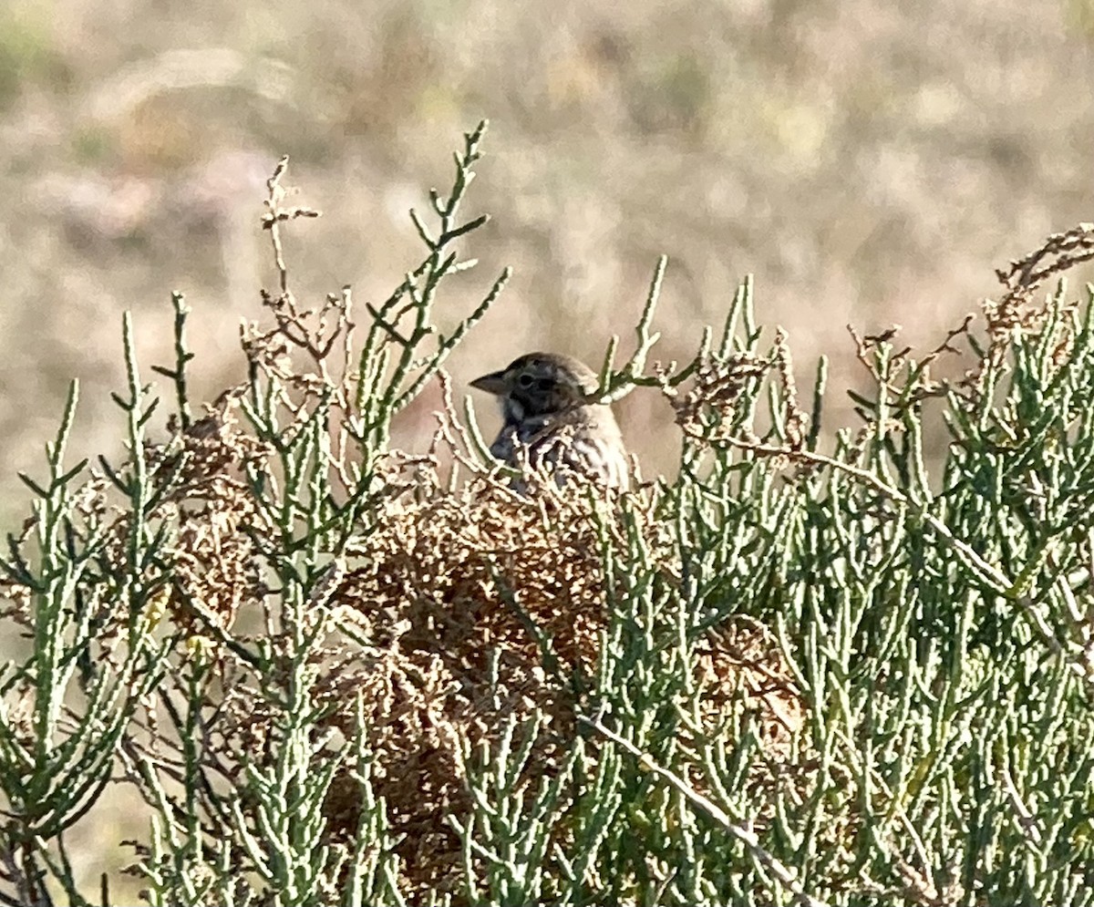 Savannah Serçesi (rostratus/atratus) - ML398062991