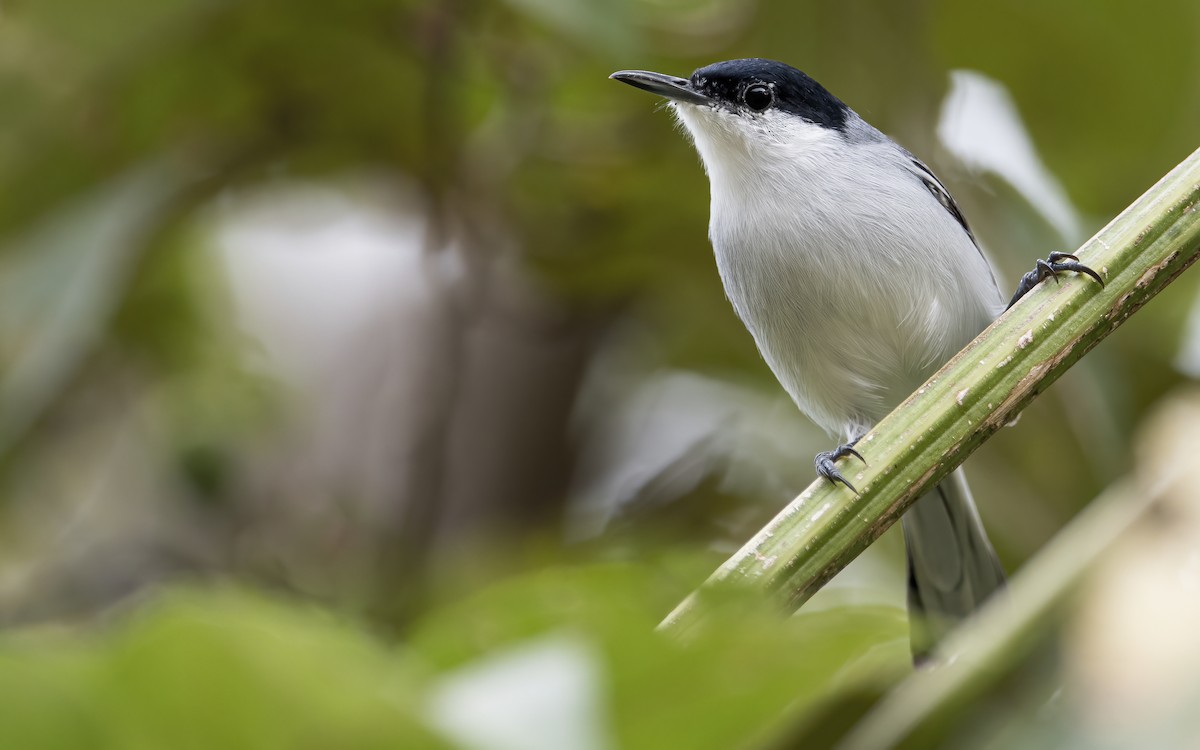 White-lored Gnatcatcher - ML398065101