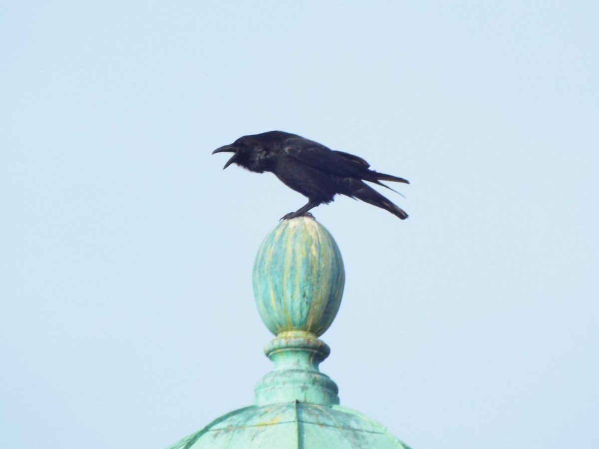 Grand Corbeau - ML398065311