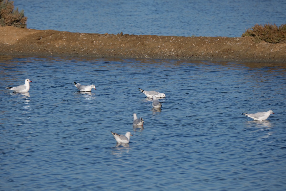 Black-headed Gull - ML398066151