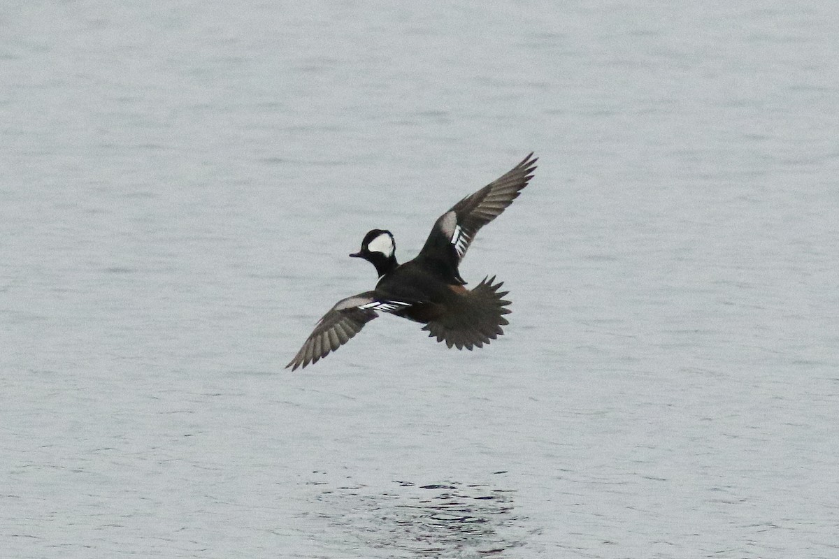Hooded Merganser - ML398066181