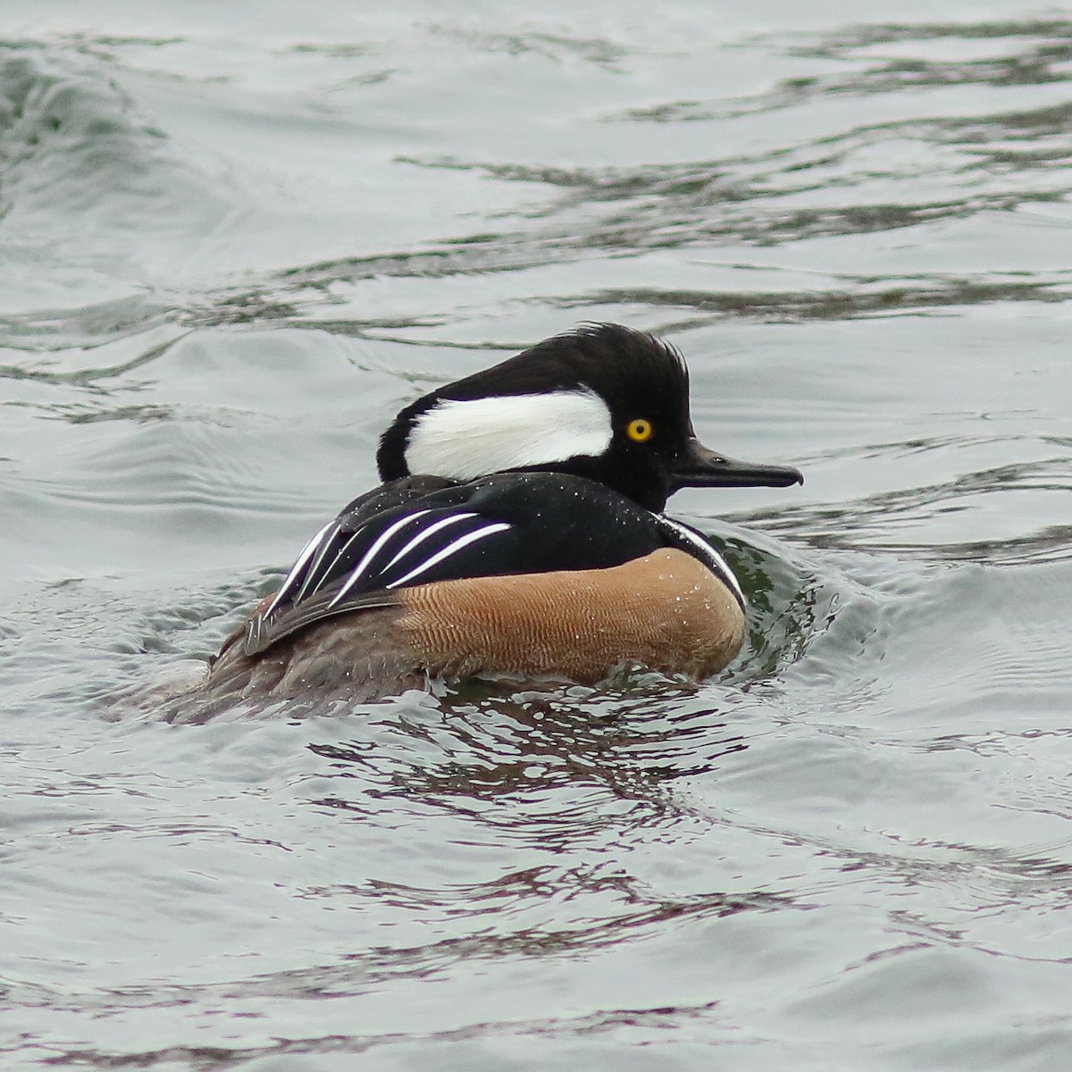 Hooded Merganser - ML398066191