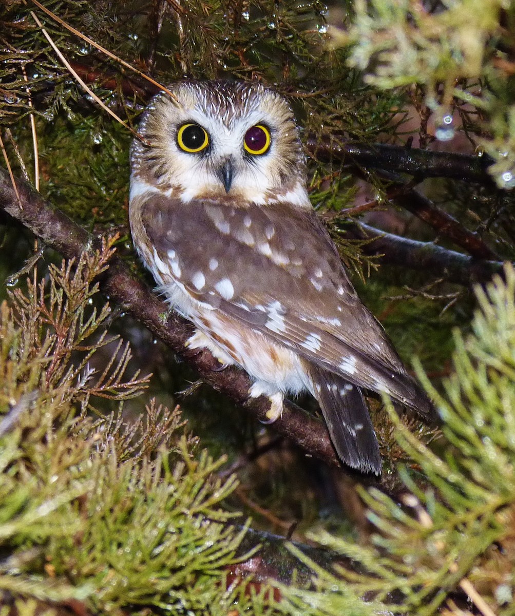 Northern Saw-whet Owl - ML398066971