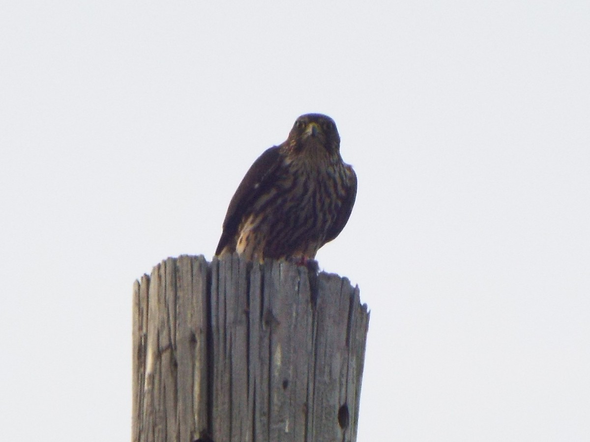Faucon émerillon (columbarius) - ML398067841