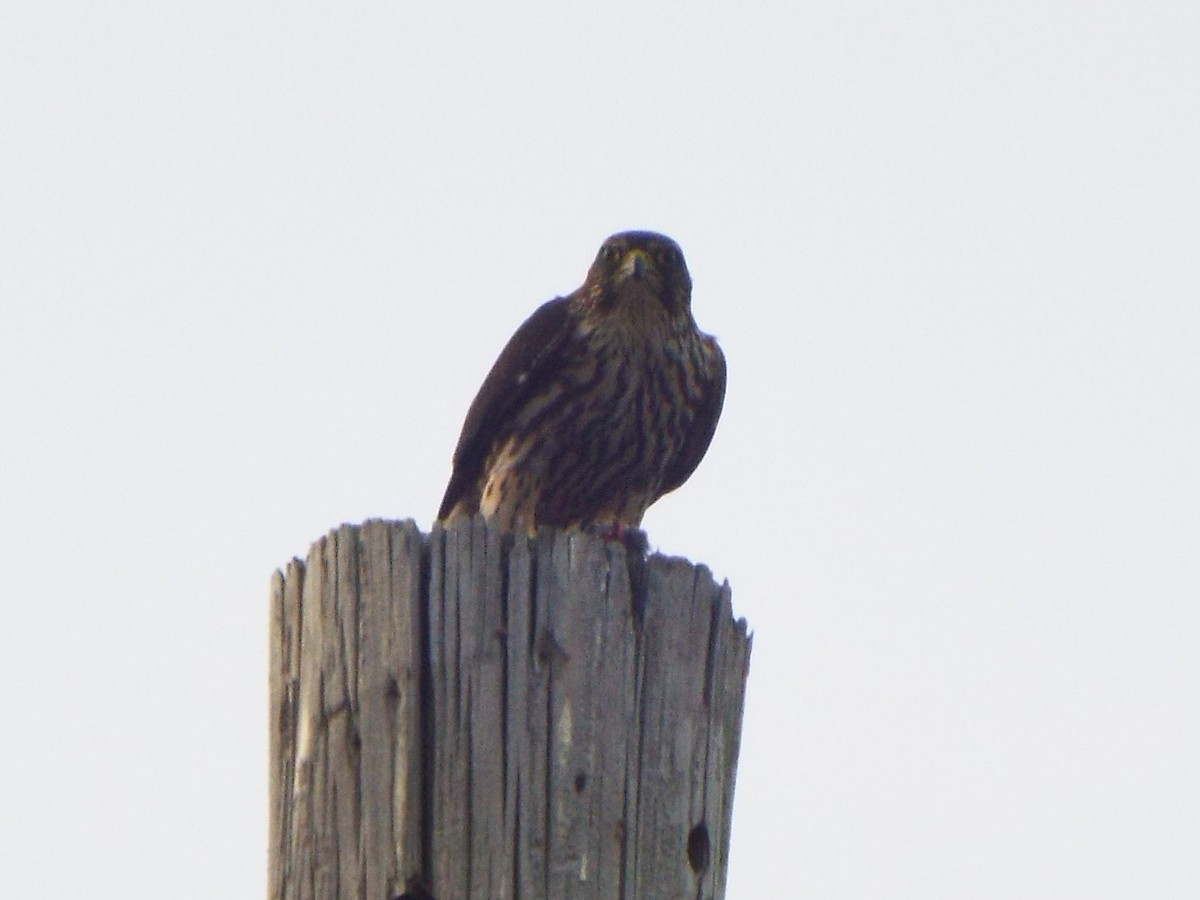 dřemlík tundrový (ssp. columbarius) - ML398067841