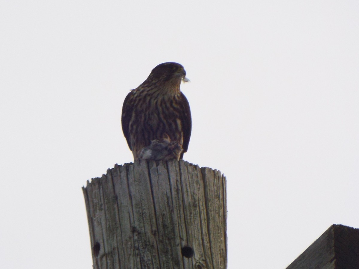 dřemlík tundrový (ssp. columbarius) - ML398067851