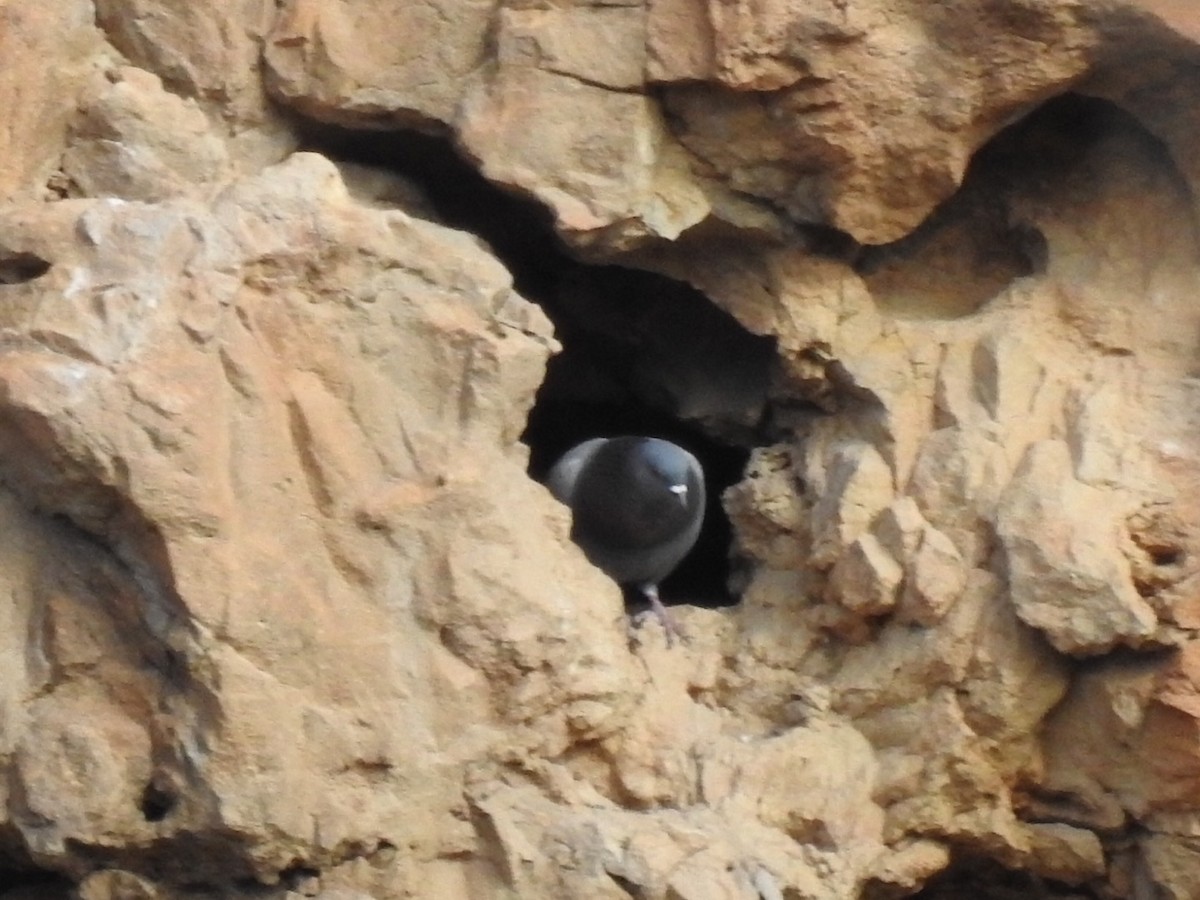 Rock Pigeon (Feral Pigeon) - ML398068641