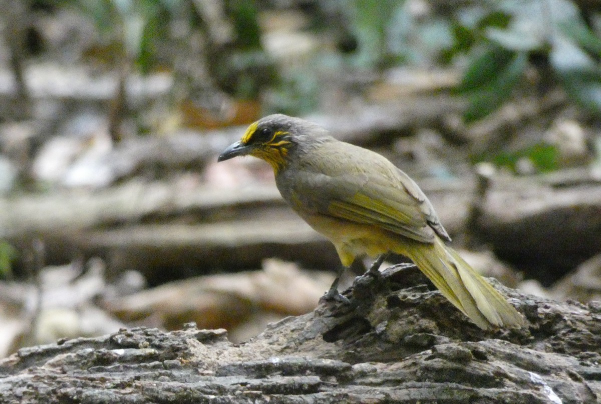 Stripe-throated Bulbul - ML398068671