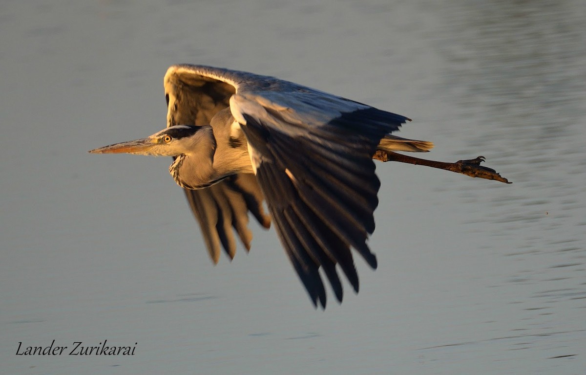 Gray Heron - Lander Zurikarai