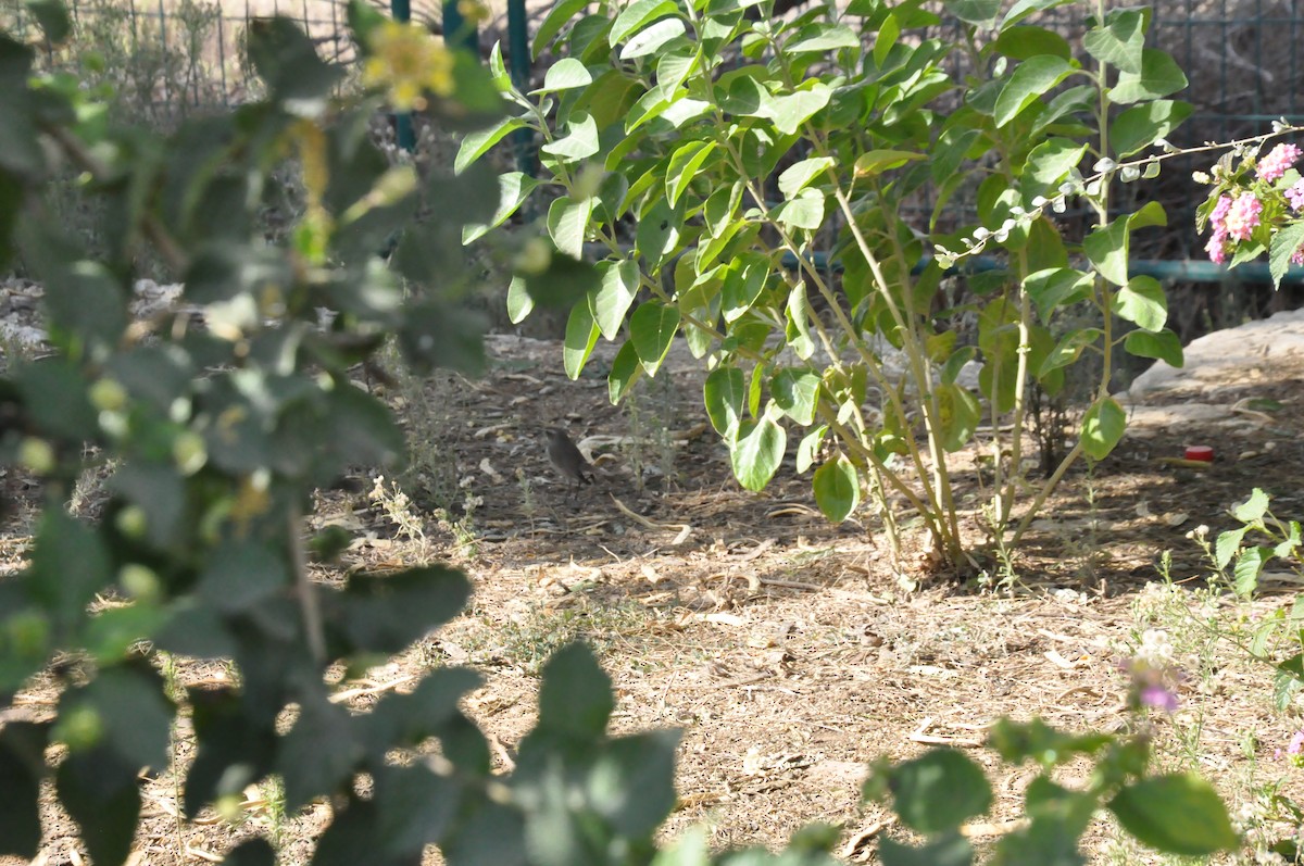 Bluethroat - ML398071211