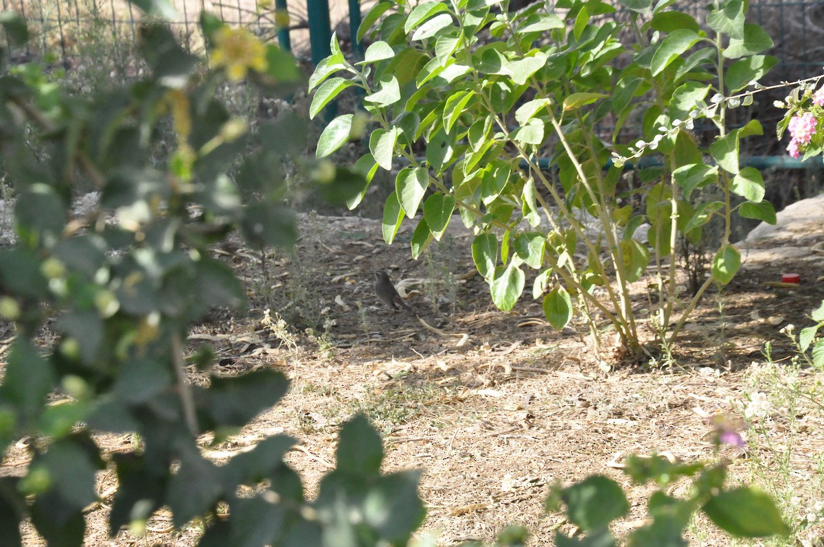 Bluethroat - ML398071241