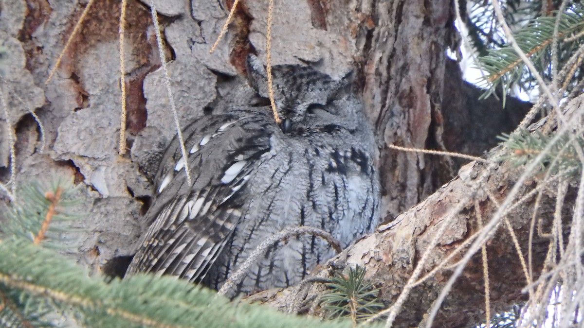 Western Screech-Owl - Lauren Brock