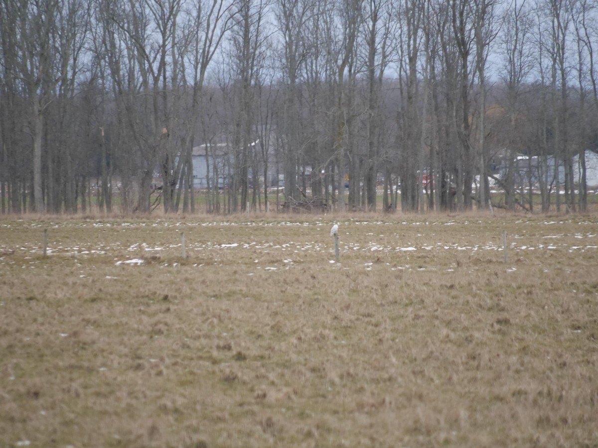 Snowy Owl - ML398072011