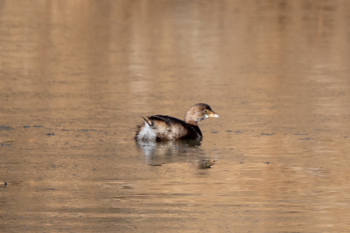Pied-billed Grebe - ML398072101