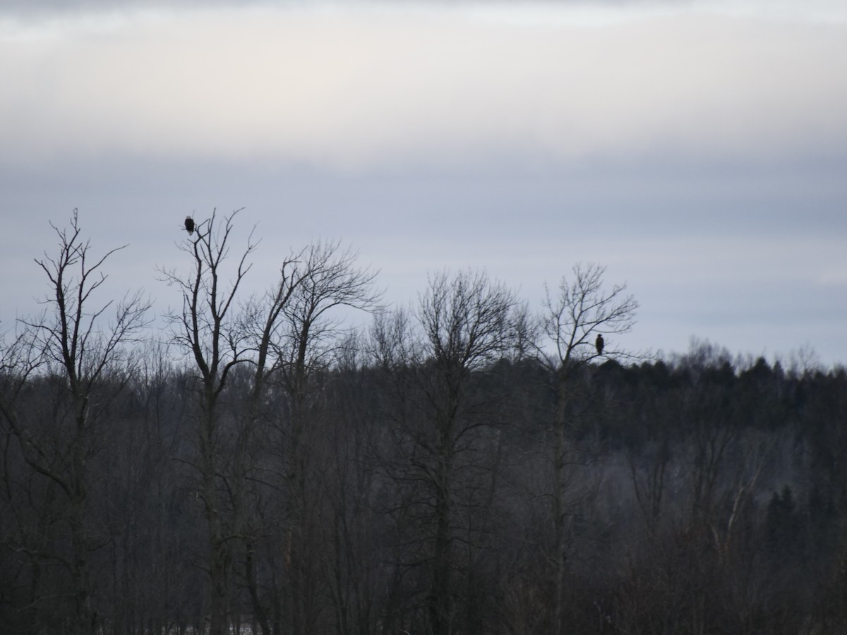 Bald Eagle - ML398072181
