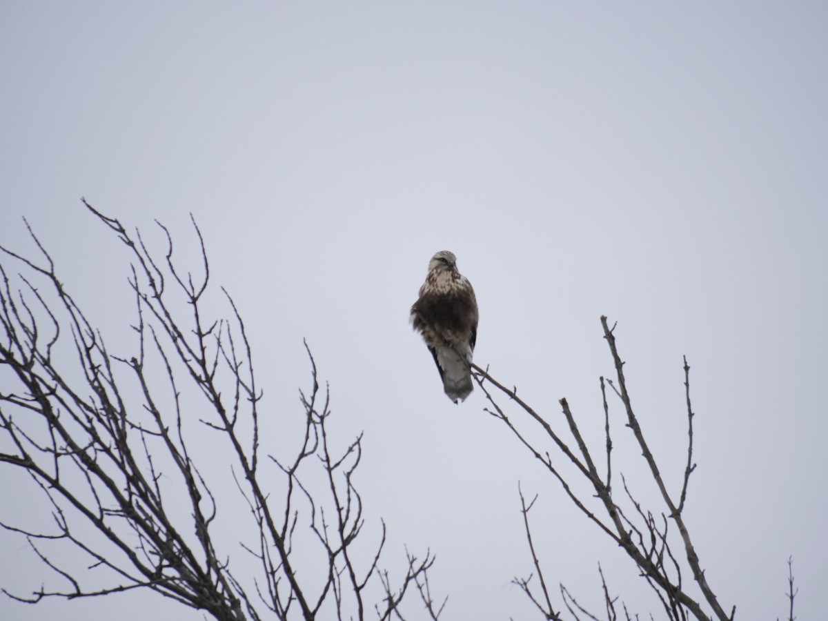Rough-legged Hawk - ML398072251