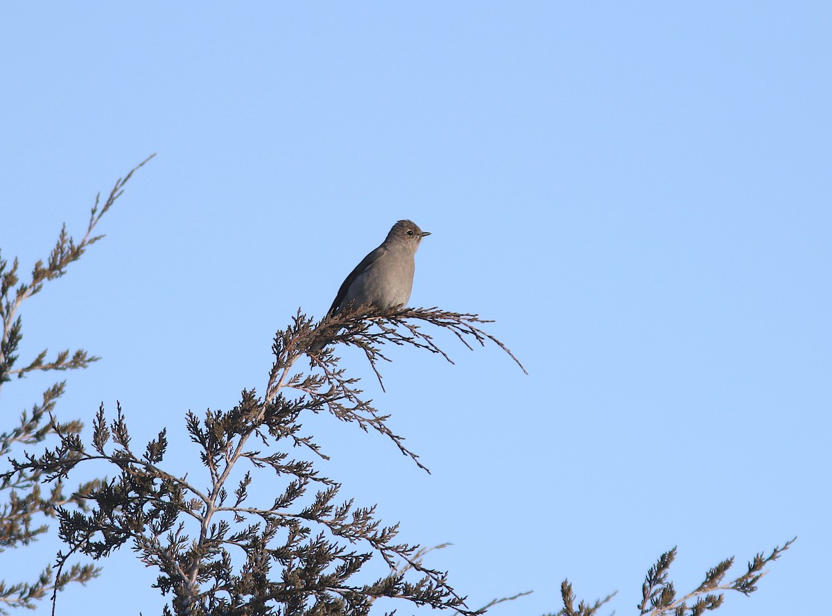 Townsend's Solitaire - ML398072701