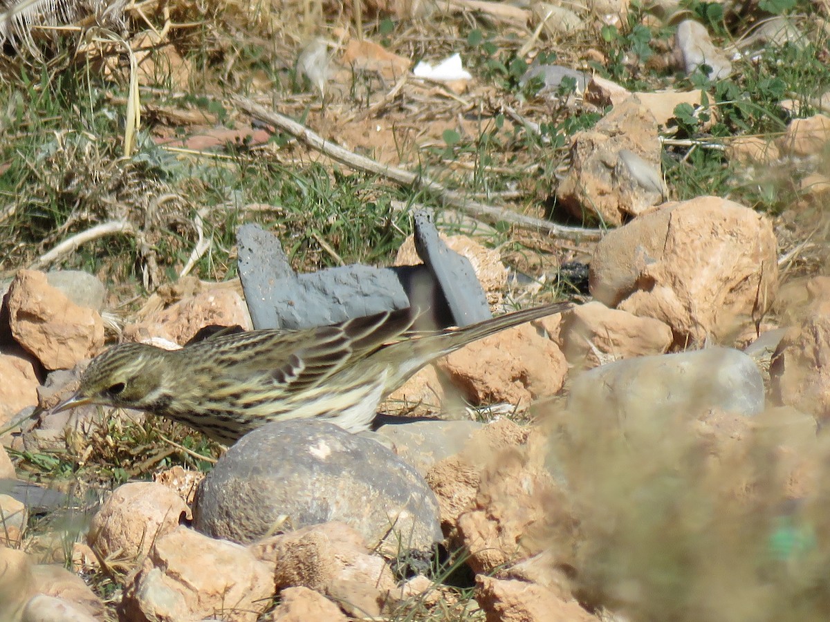 Meadow Pipit - ML39807461