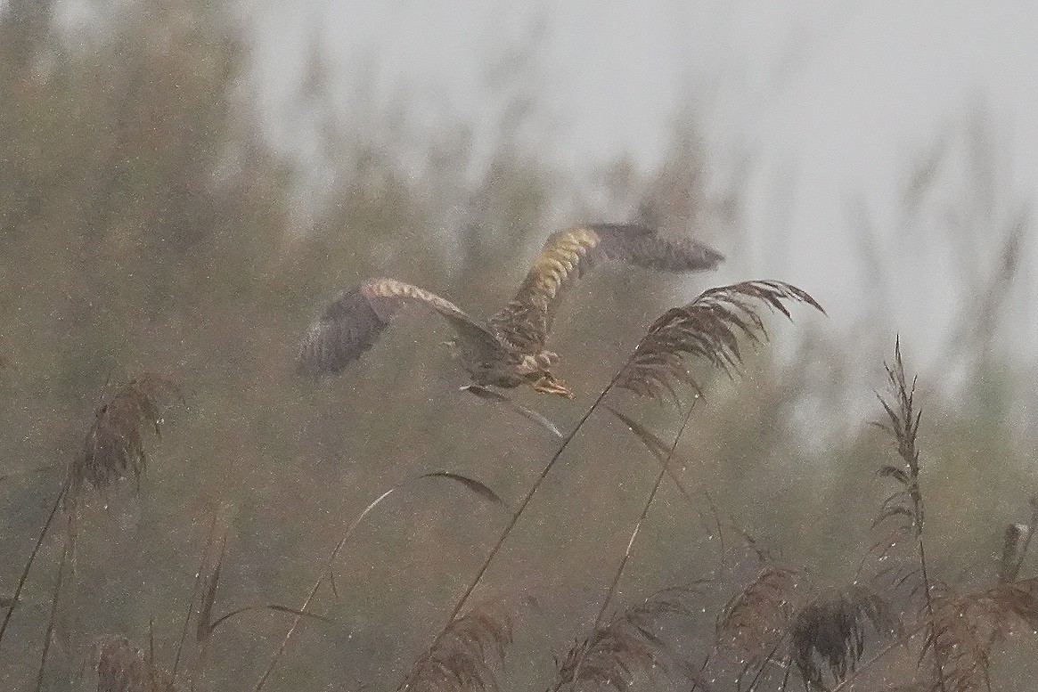 Great Bittern - ML398074701