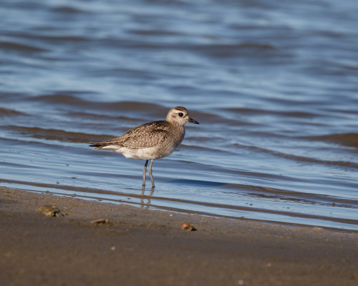 American Golden-Plover - ML398074851