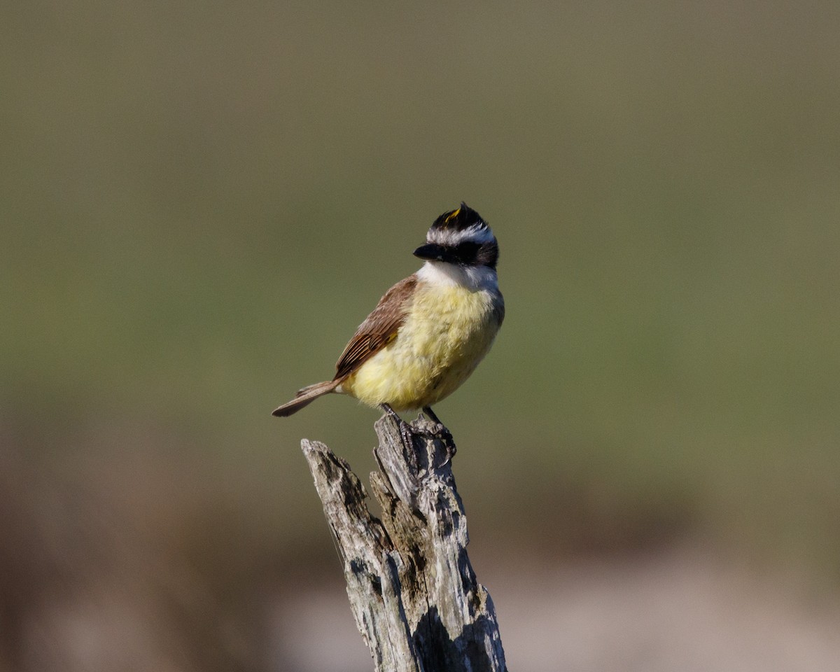 Great Kiskadee - ML398074881