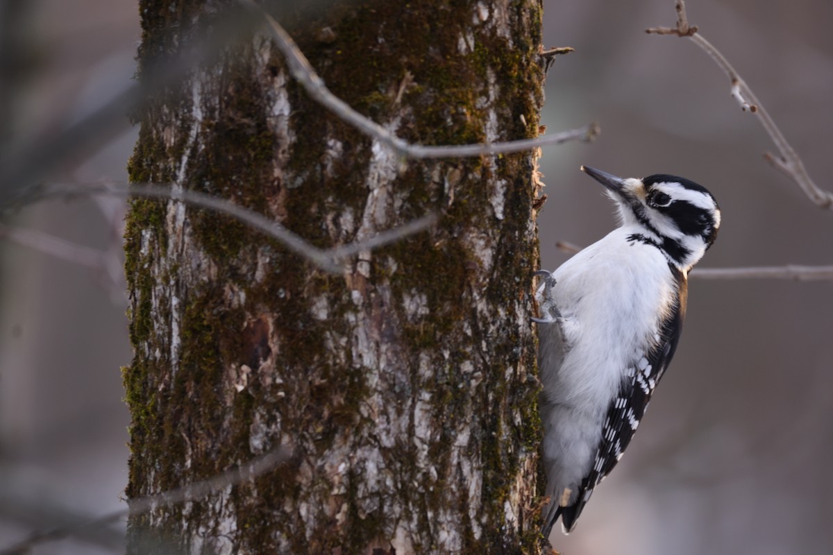 Hairy Woodpecker - ML398076061