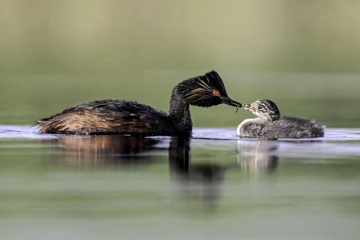 Eared Grebe - Ana  Mendes do Carmo