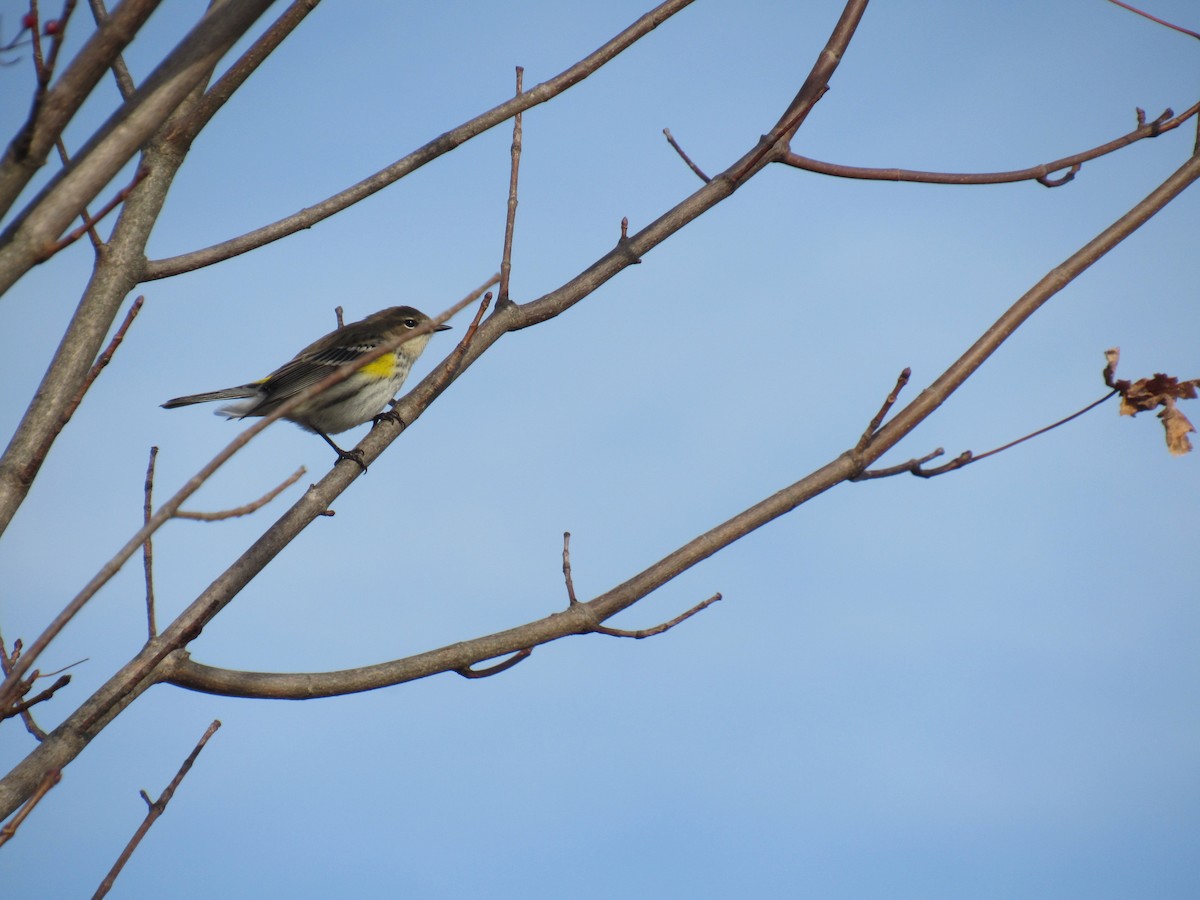 Yellow-rumped Warbler - ML398078121