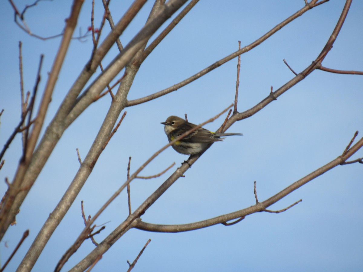 Yellow-rumped Warbler - ML398078151