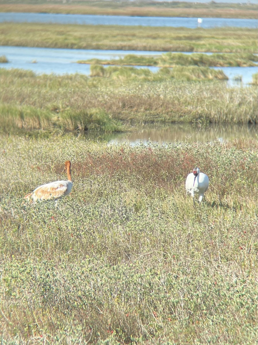 Whooping Crane - ML398078341