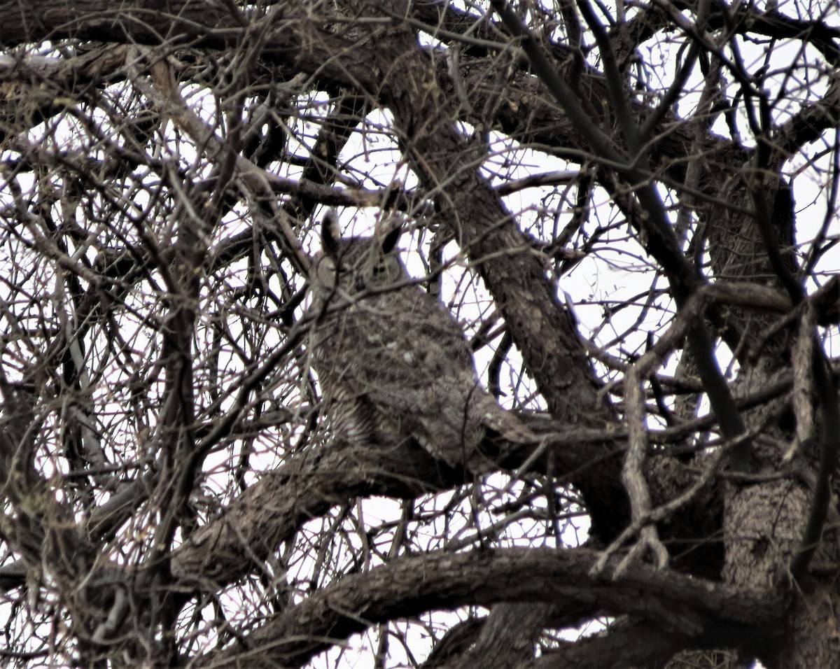 Great Horned Owl - ML398078861