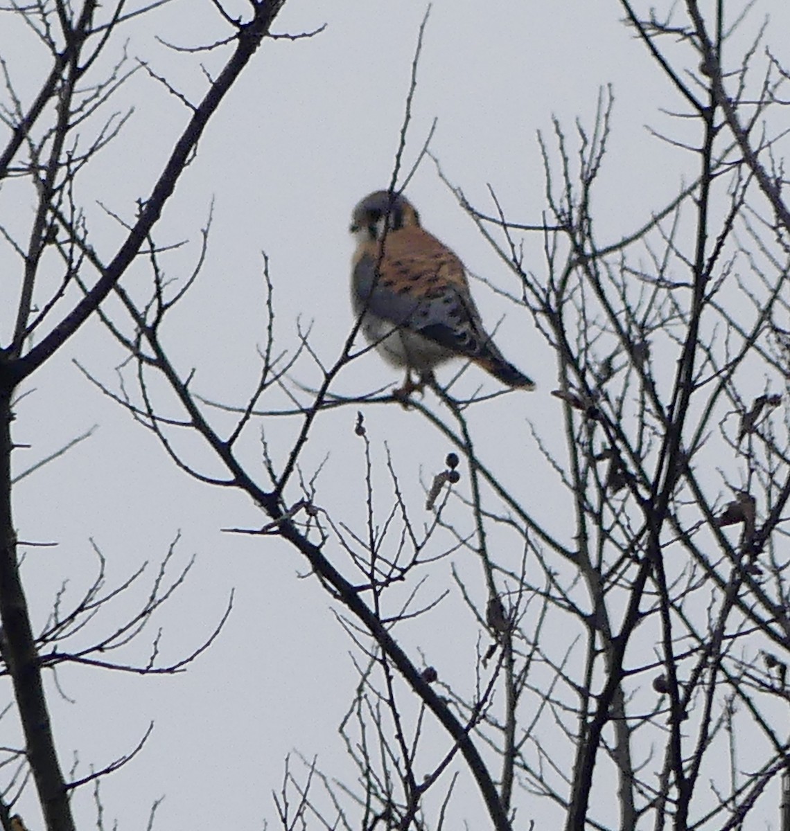 American Kestrel - Wendy Harte