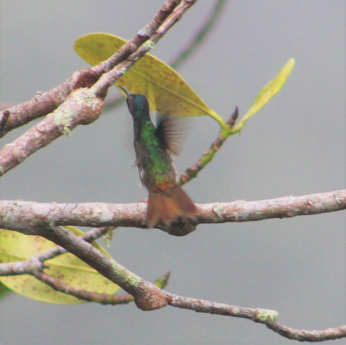 kolibřík zlatochvostý - ML398080101