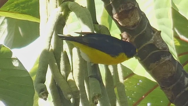 White-vented Euphonia - ML398081411