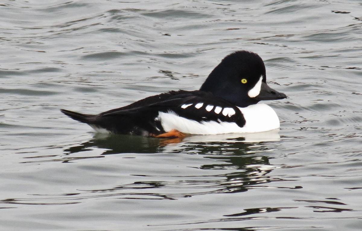 Barrow's Goldeneye - ML398082661