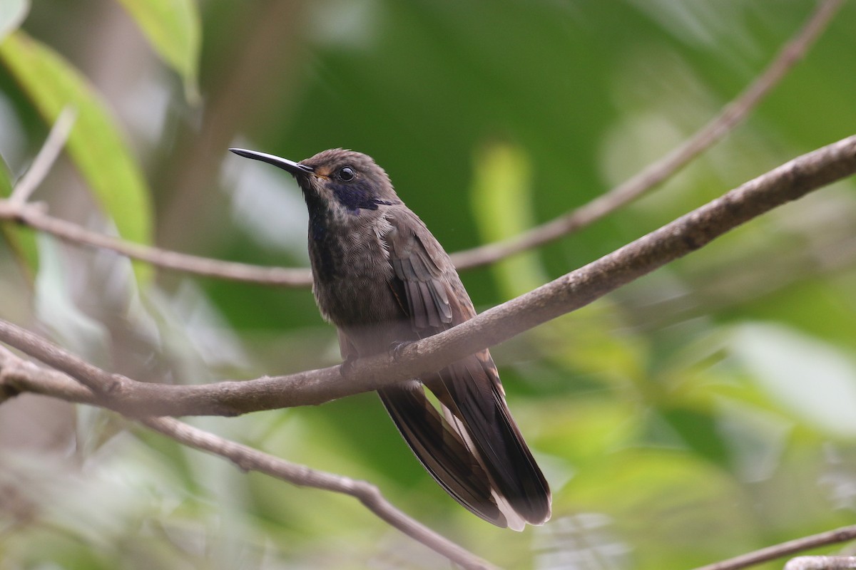 Brown Violetear - Xiaoni Xu