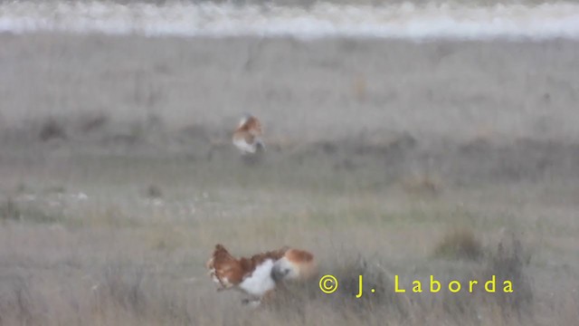 stortrappe - ML398084891