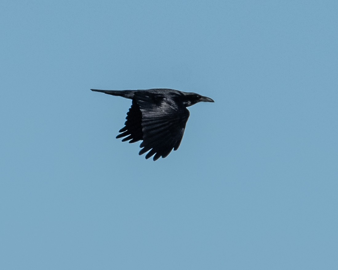 Common Raven - ML398086891