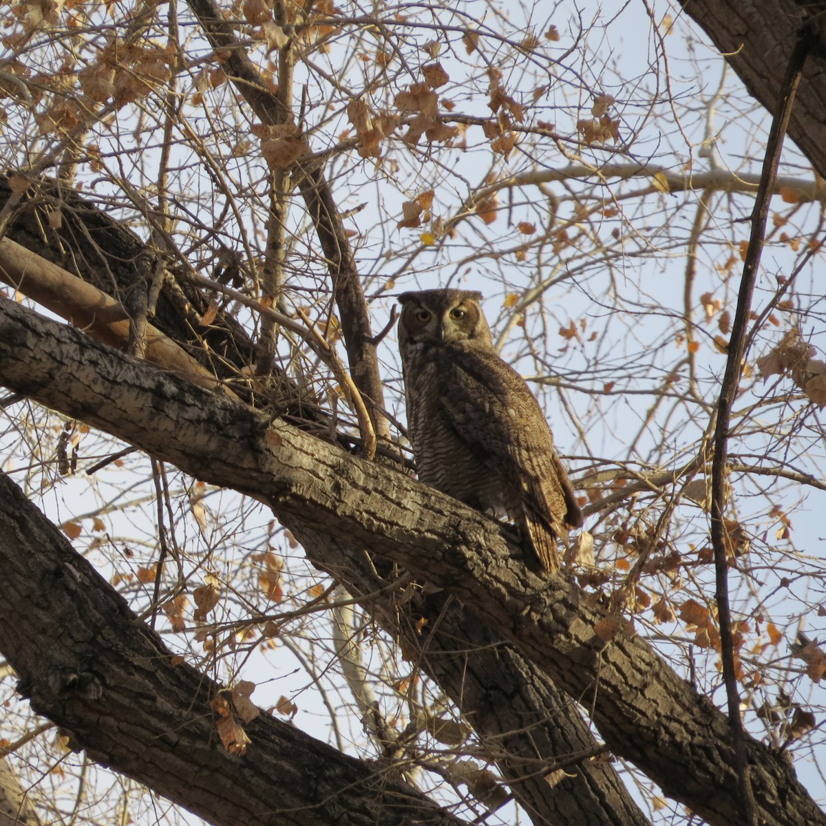 Great Horned Owl - ML398089171