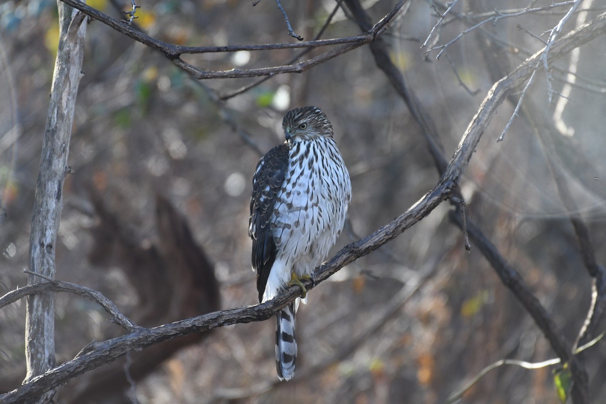 Cooper's Hawk - ML398089261