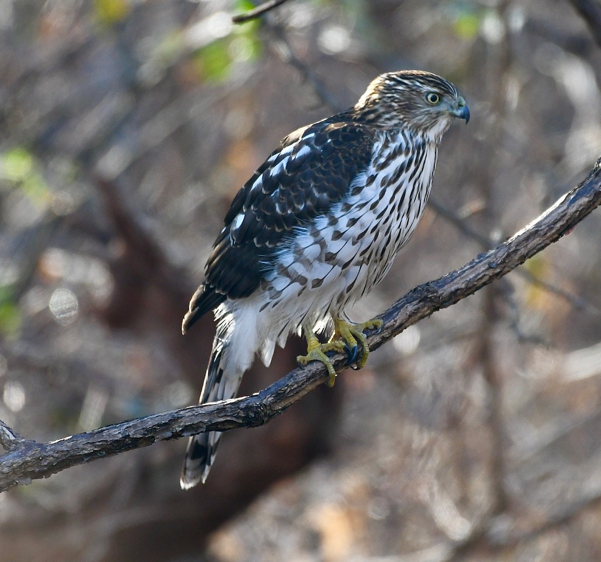 Cooper's Hawk - ML398089271