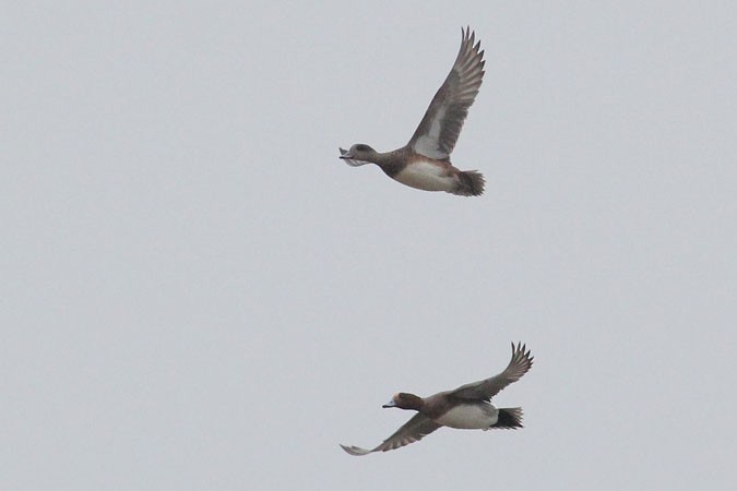 American Wigeon - ML398091101