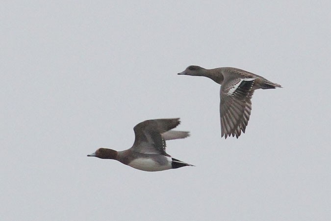 American Wigeon - ML398091111