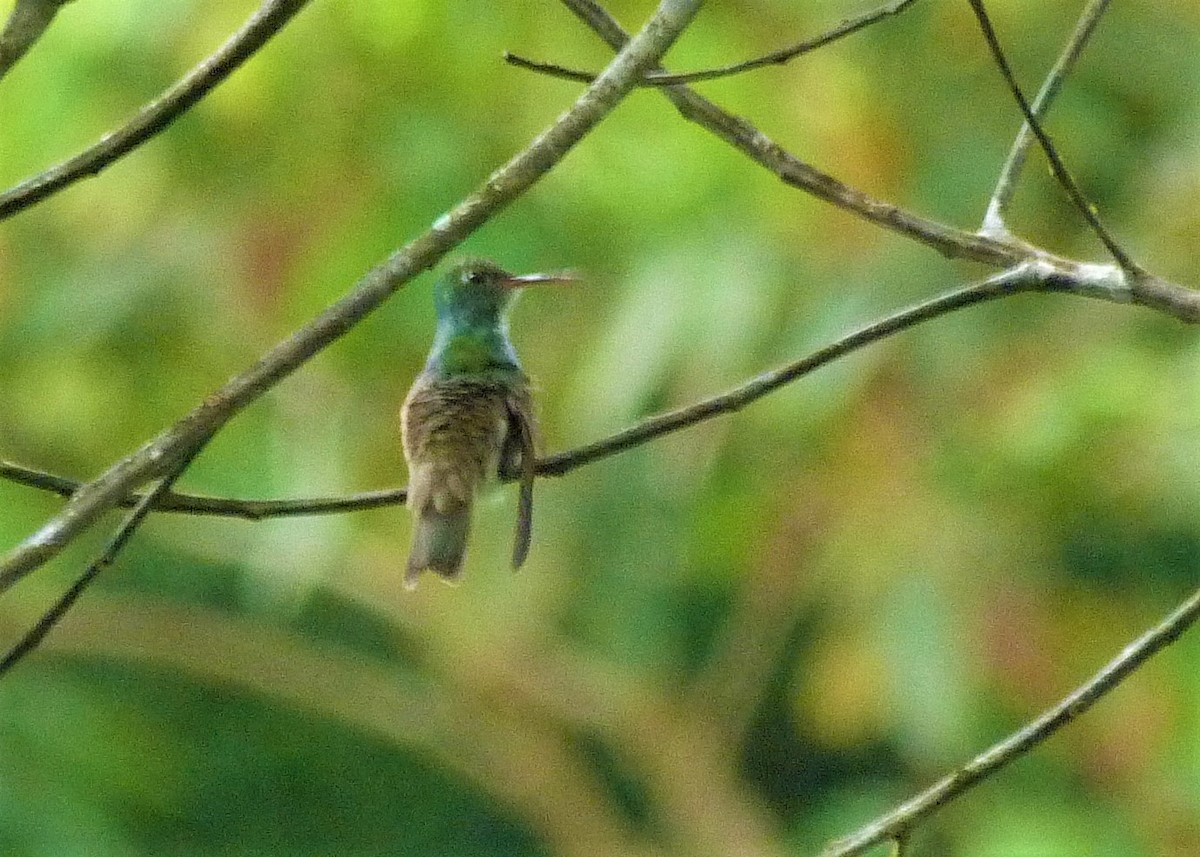 Versicolored Emerald - Carlos Otávio Gussoni