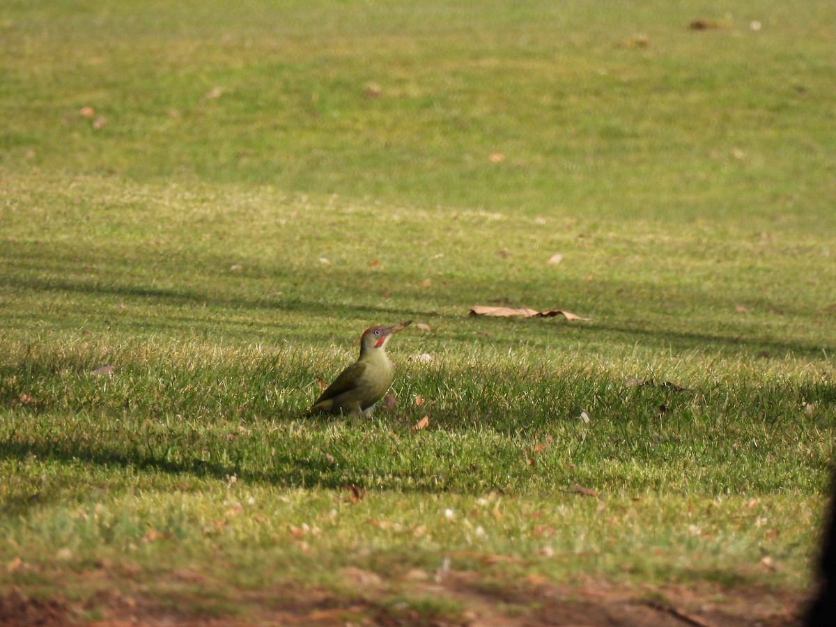 Iberian Green Woodpecker - ML398093751