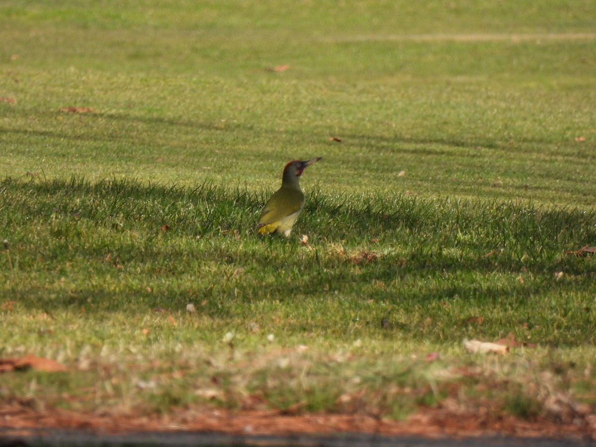 Iberian Green Woodpecker - ML398093761